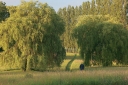 clare-park-meadow